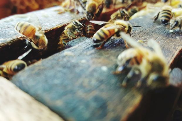 20160604 Bmn Petitie Bijen