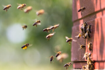 Petitie Bijen Boeren Kvl